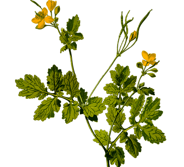 bylina k úlevě od bolesti varlat u mužů